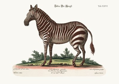 Das männliche Zebra von George Edwards